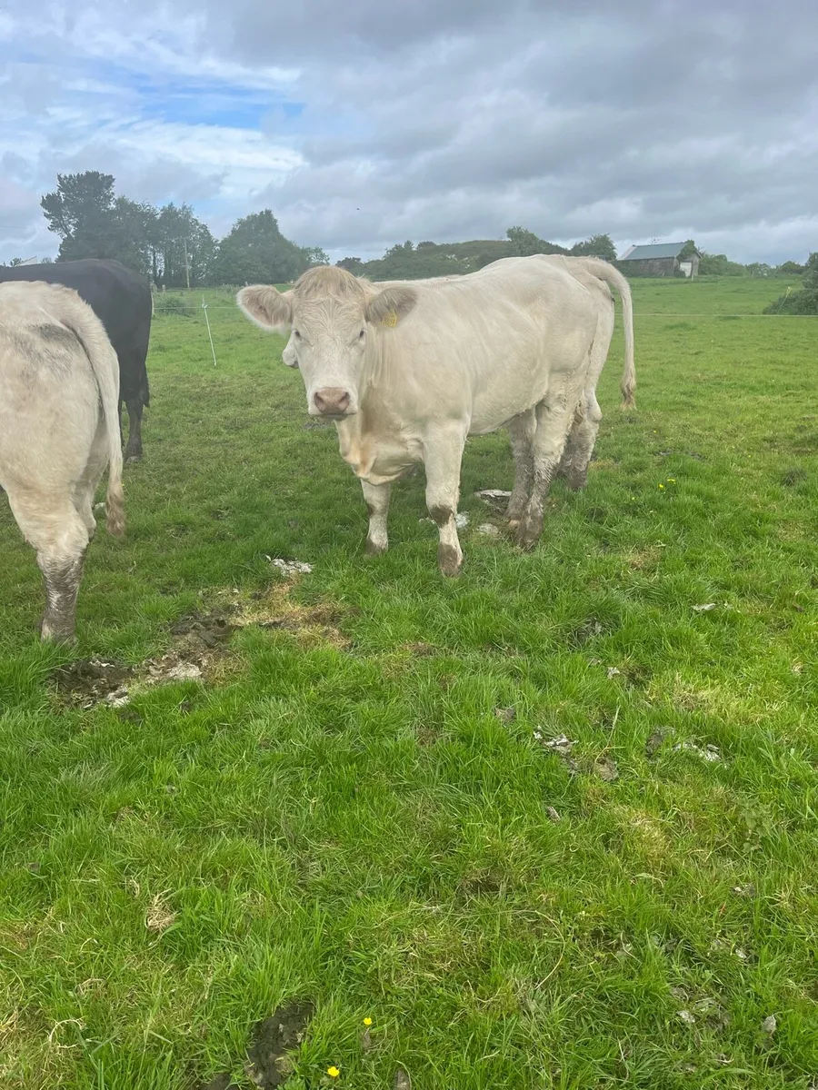 Pedigree Charlaois heifers - Image 2