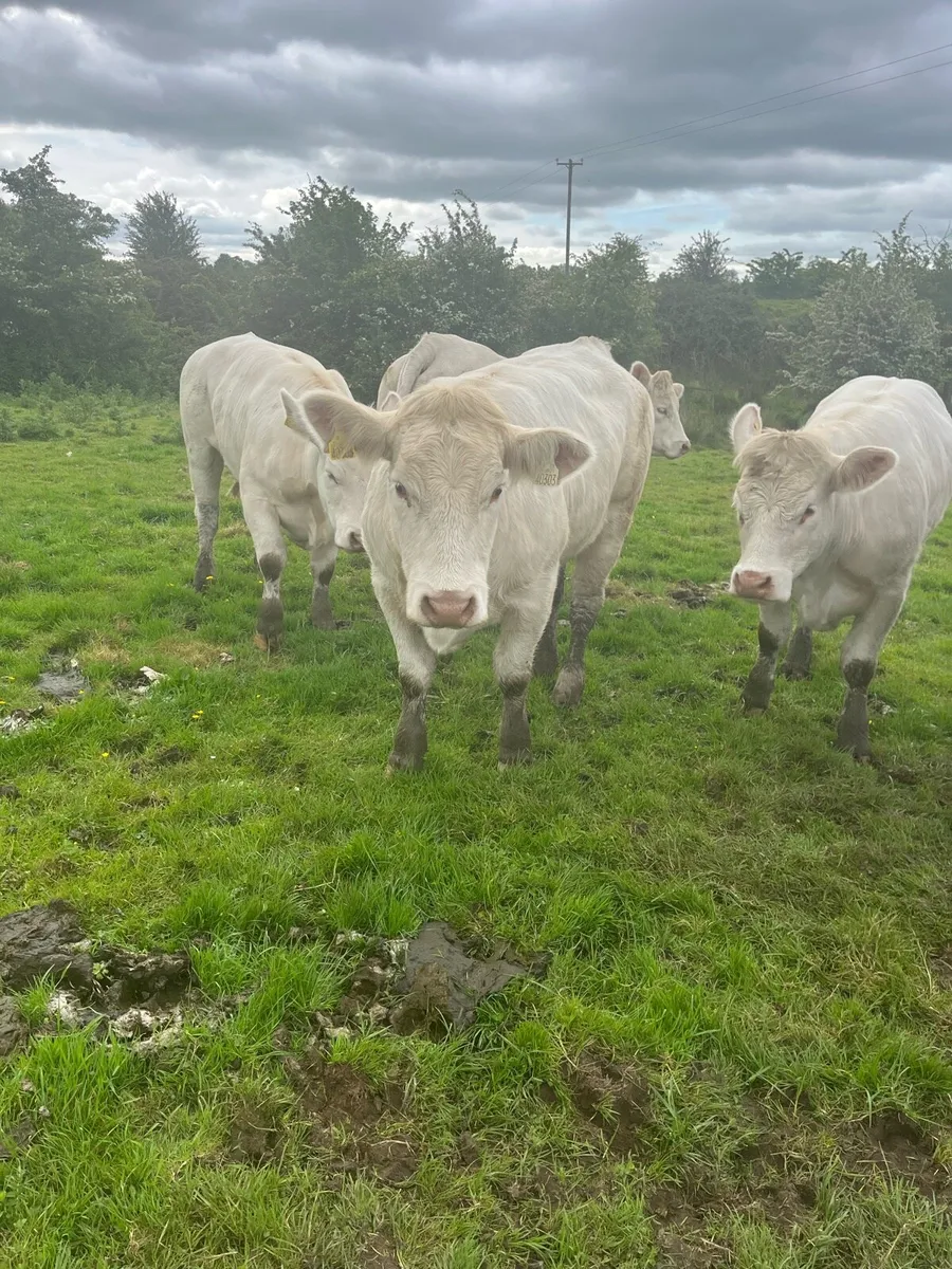 Pedigree Charlaois heifers - Image 3