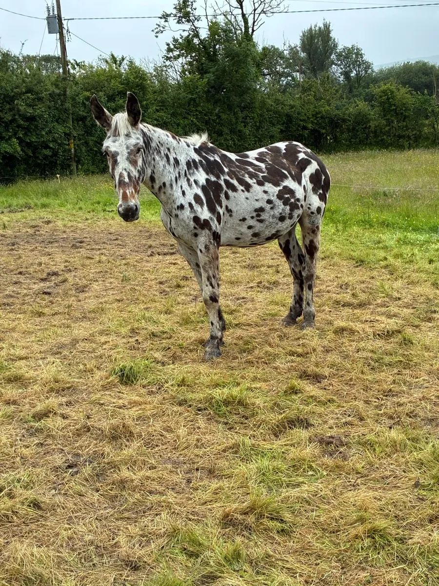 16.2 hunting Appaloosa Mule - Image 1