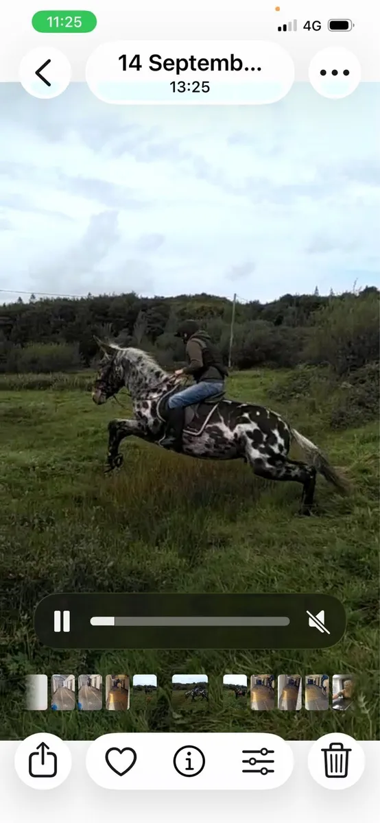 16.2 hunting Appaloosa Mule - Image 3
