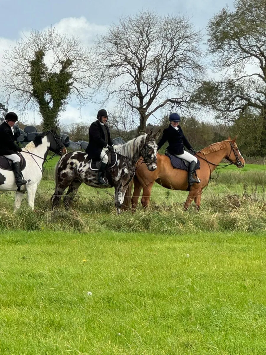 16.2 hunting Appaloosa Mule - Image 4