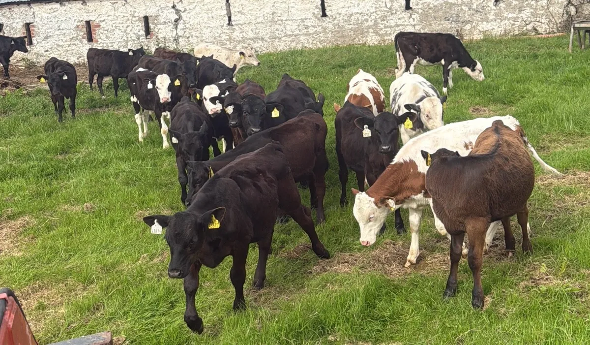January calves - Image 3