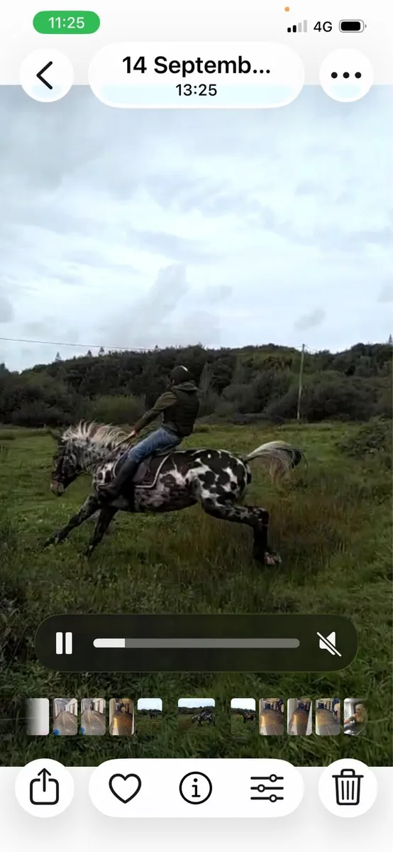 16.2 Hunting appaloosa Mule - Image 3
