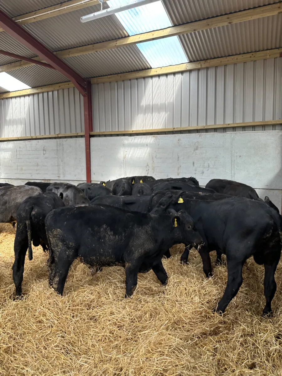 Angus bulls - Image 2