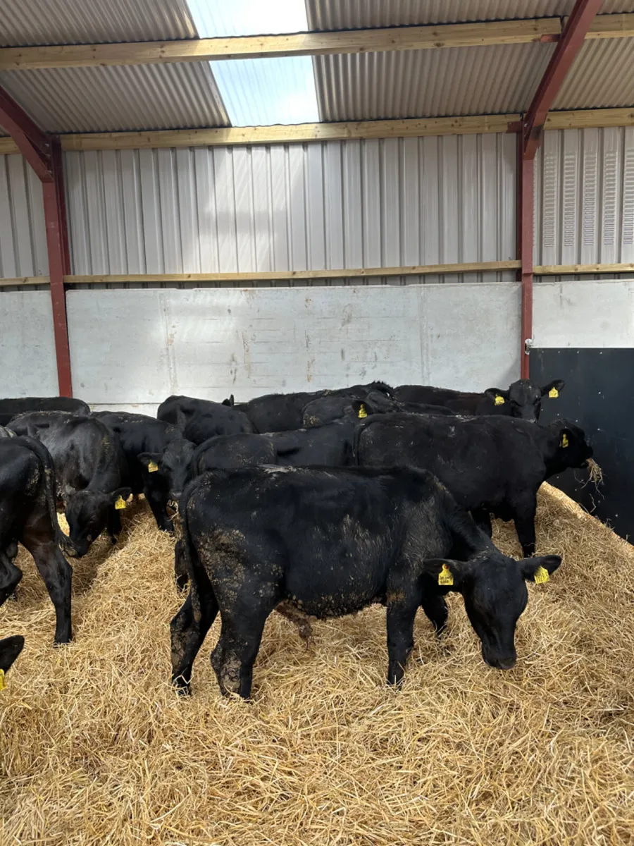 Angus bulls - Image 4
