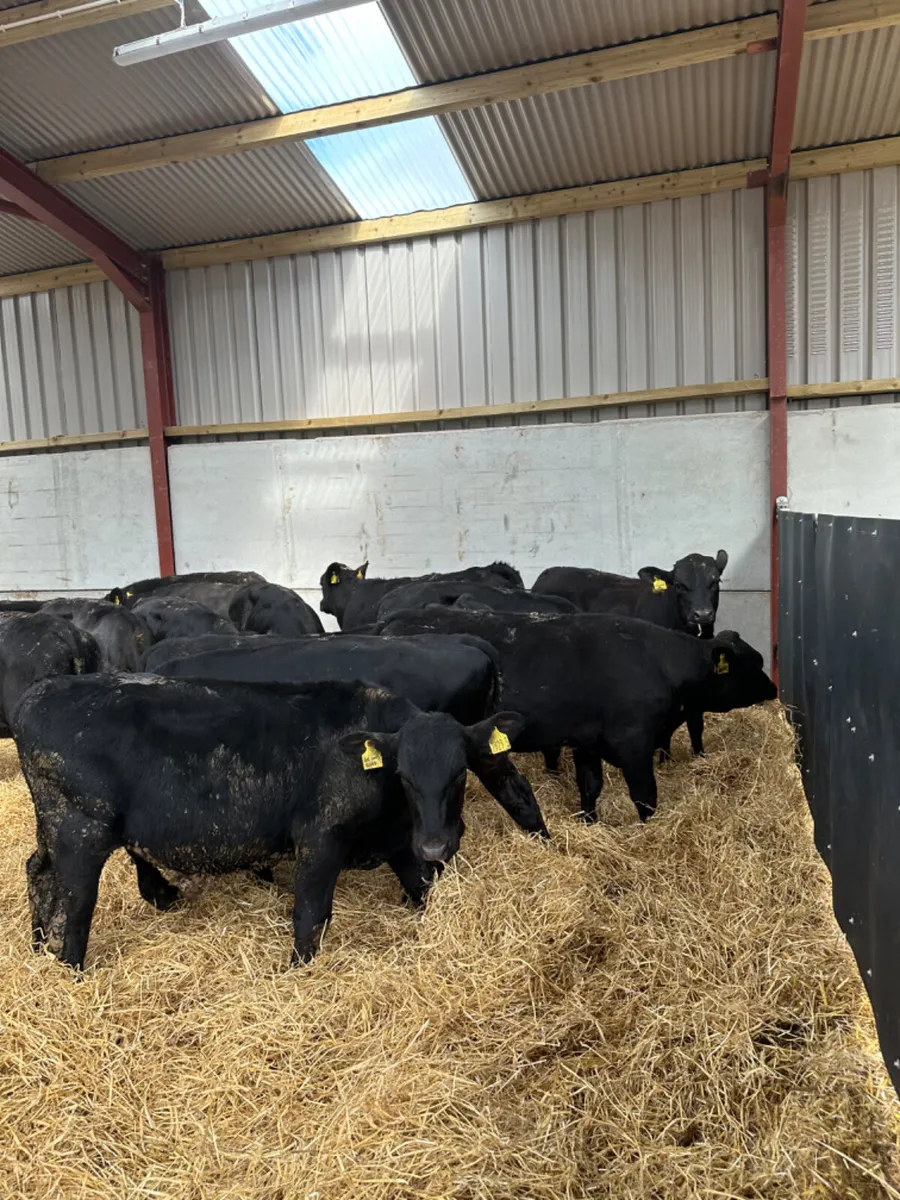 Angus bulls - Image 3