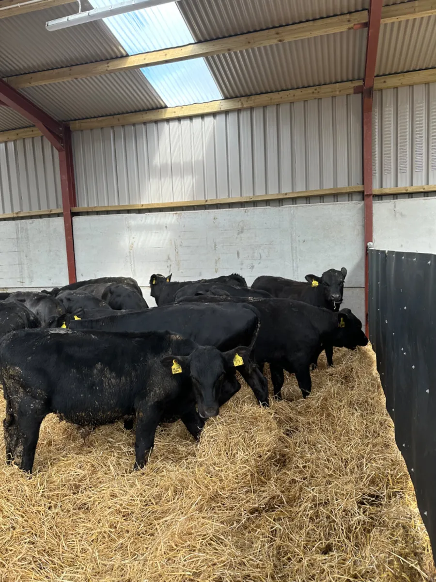 Angus bulls - Image 1