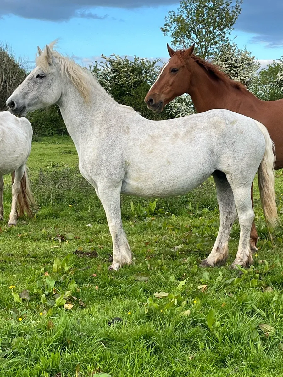 Connemara mare - Image 1