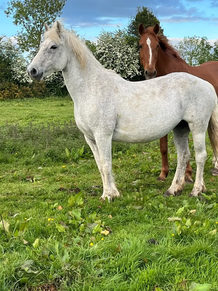 Connemara mare - Image 2