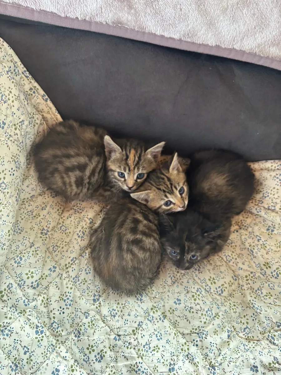 Beautiful kittens - Image 1