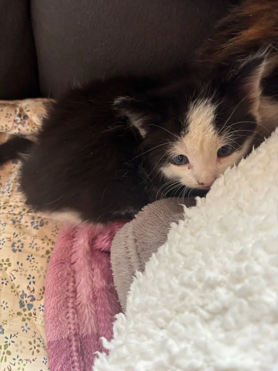 Beautiful kittens - Image 2