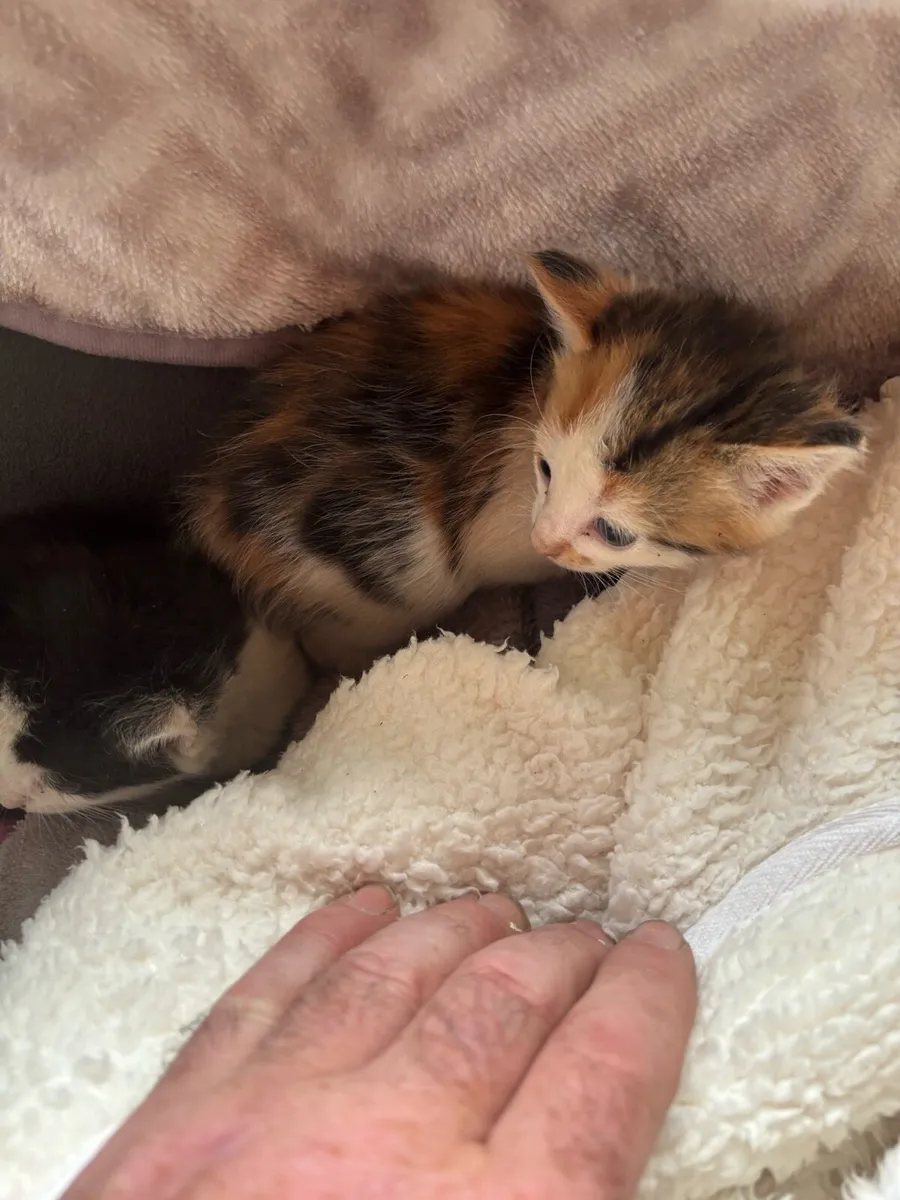Beautiful kittens - Image 3