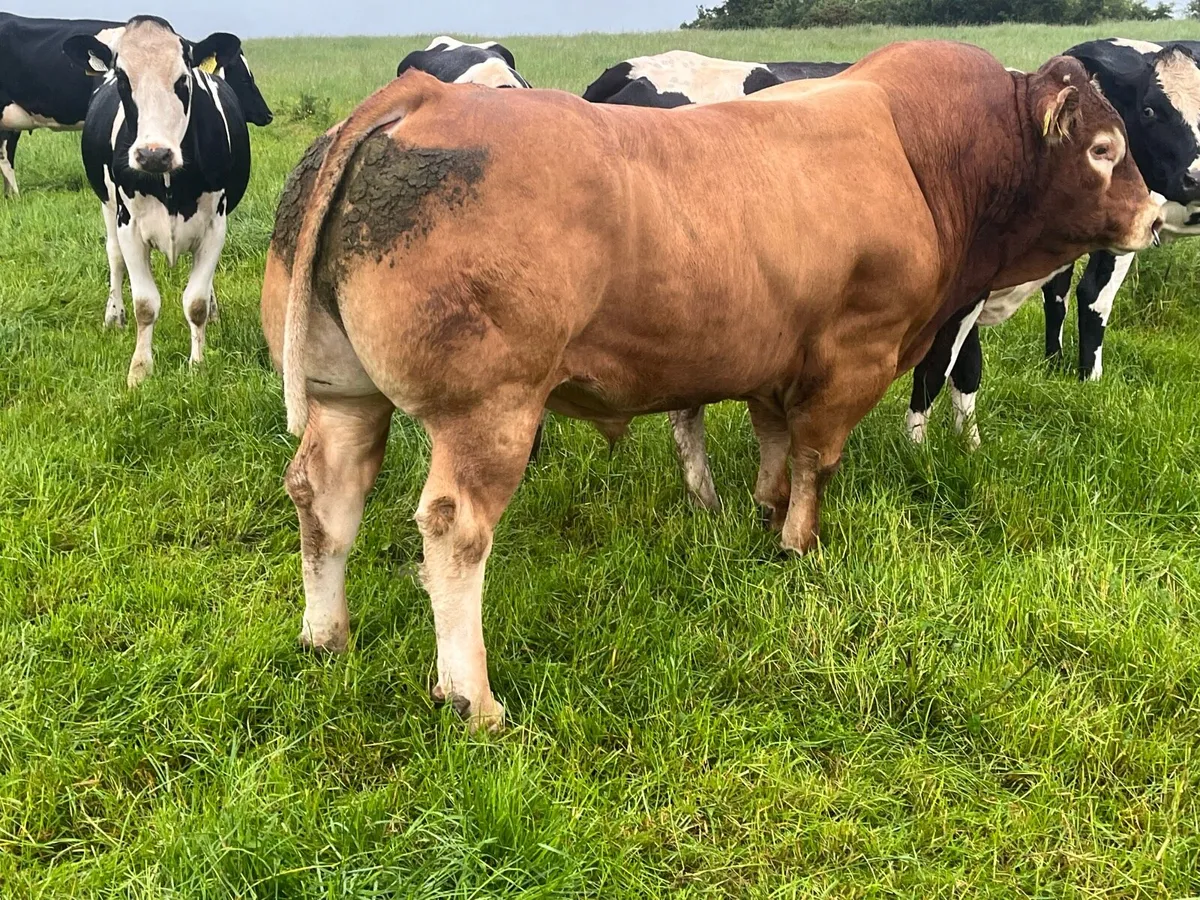 Pedigree limousin bull - Image 2
