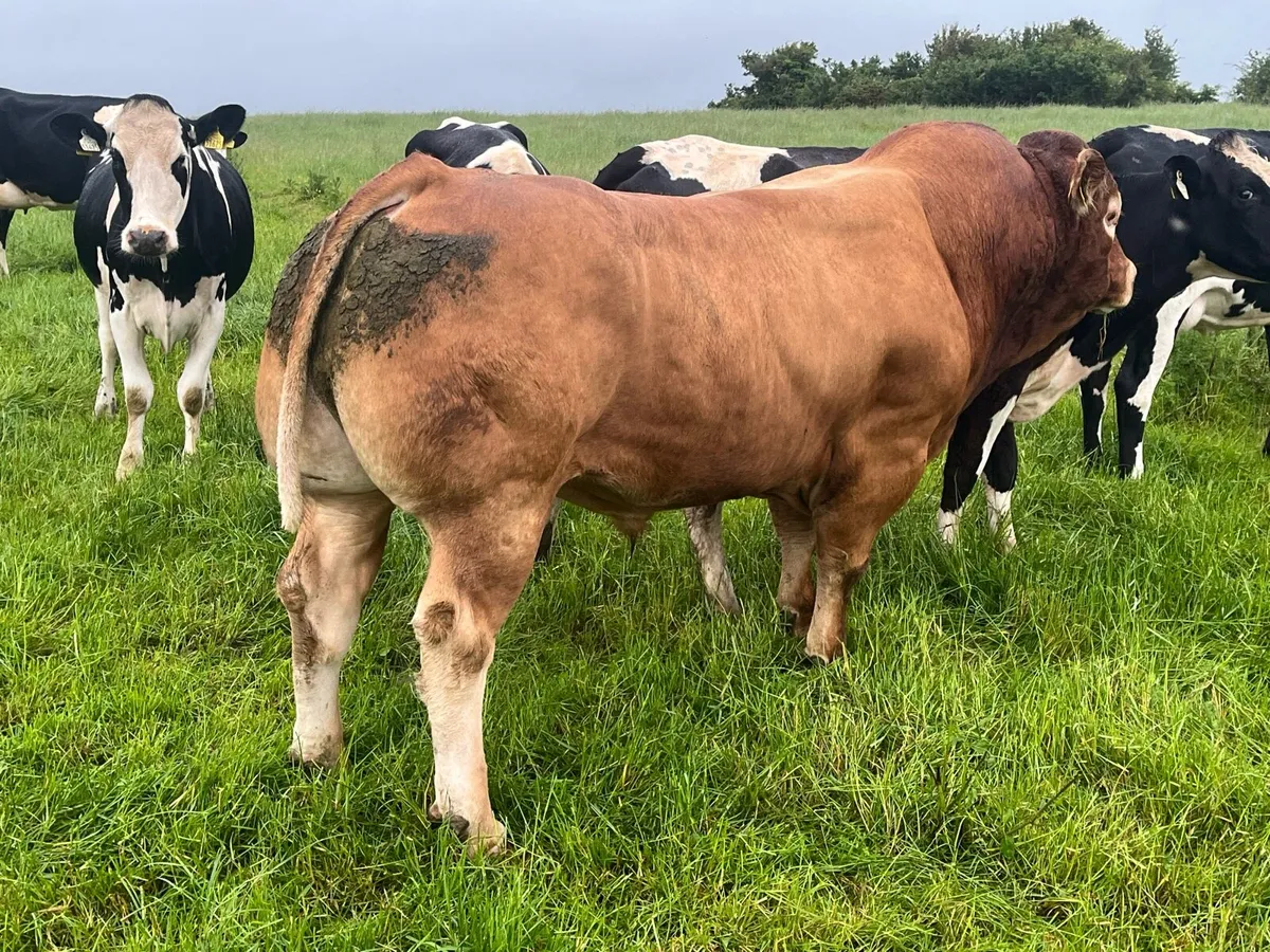 Pedigree limousin bull - Image 3