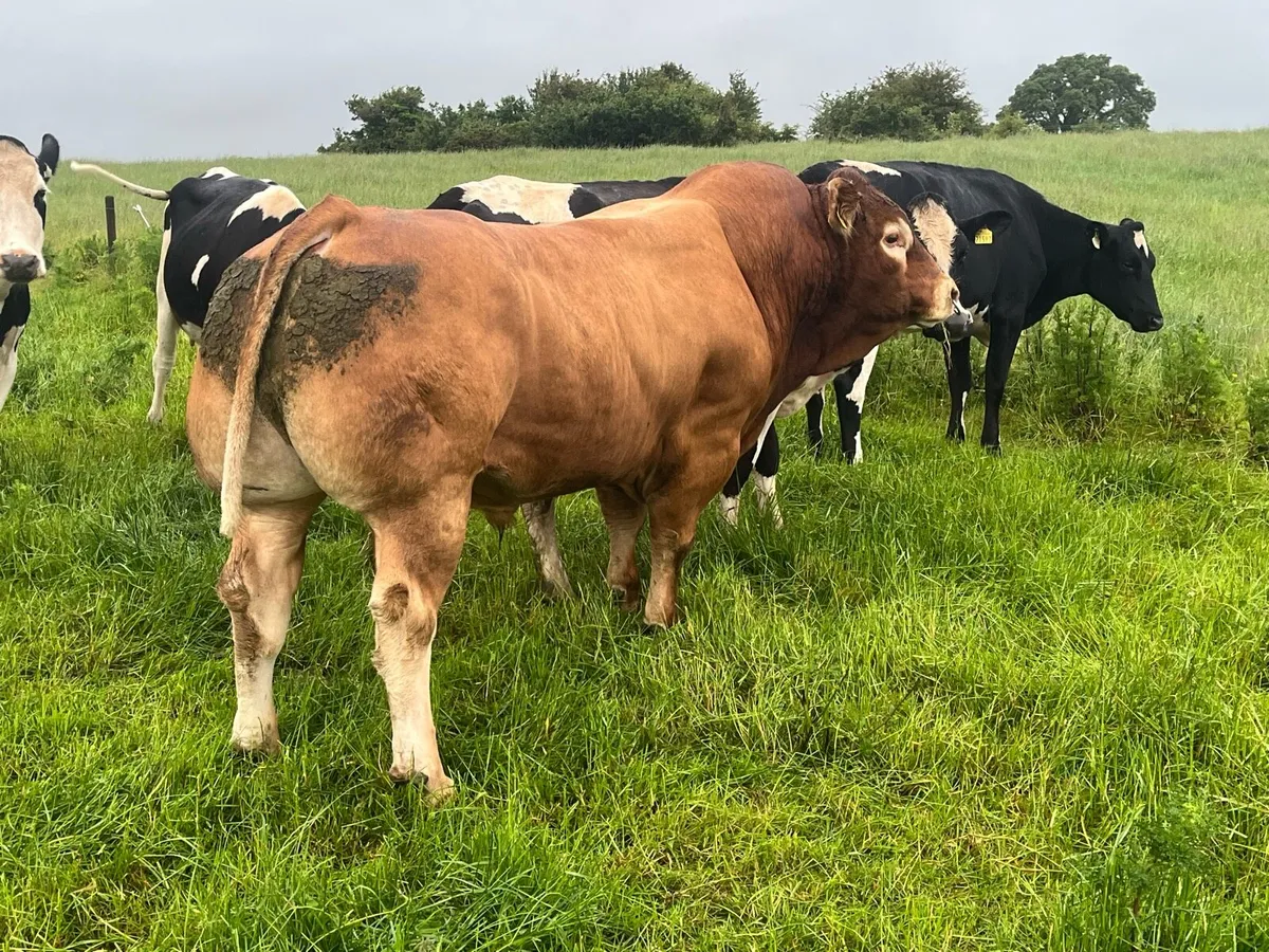 Pedigree limousin bull - Image 1