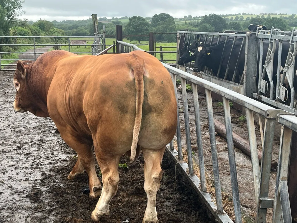 Pedigree limousin bull - Image 4