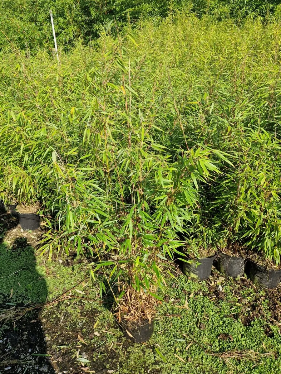 Fargesia Rufa Clumping Bamboo.  Delivery Available - Image 1