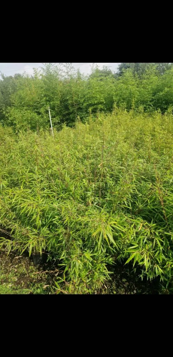 Fargesia Rufa Clumping Bamboo.  Delivery Available - Image 2