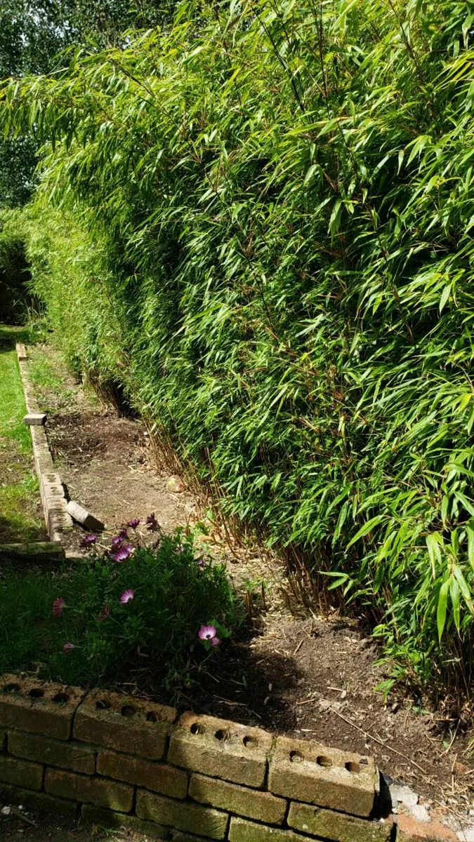 Fargesia Rufa Clumping Bamboo.  Delivery Available - Image 3