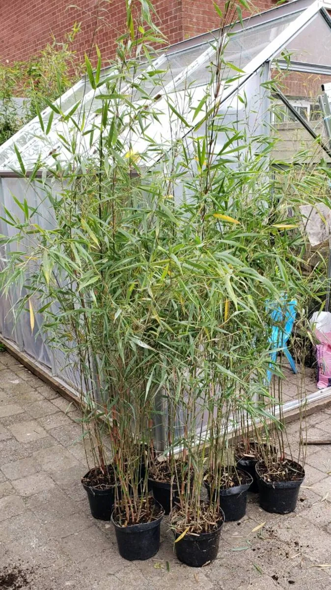 Fargesia Rufa Clumping Bamboo.  Delivery Available - Image 4