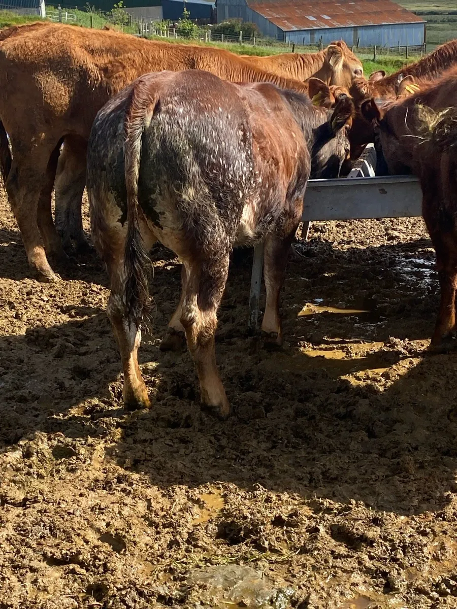 6 smashing limousine heifers. - Image 2