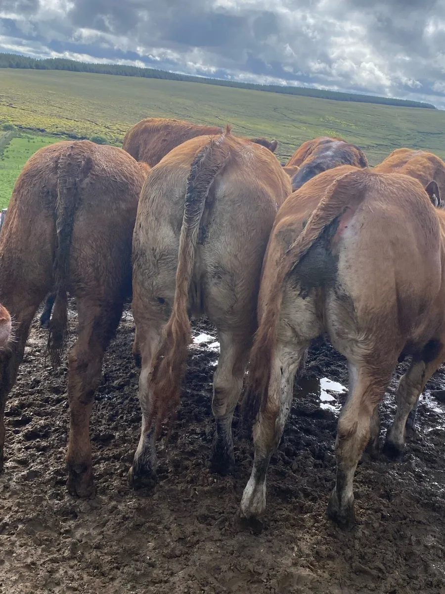 6 smashing limousine heifers. - Image 3