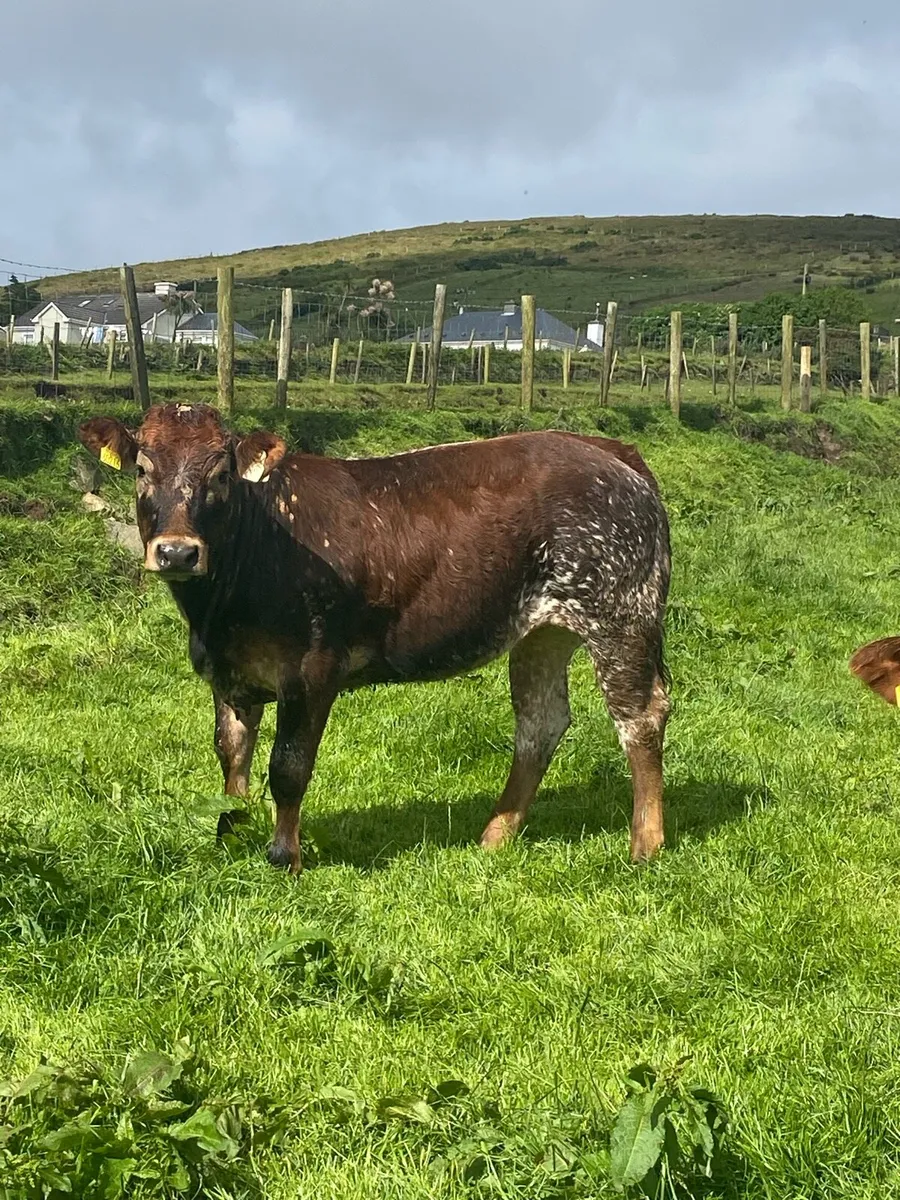 6 smashing limousine heifers. - Image 4