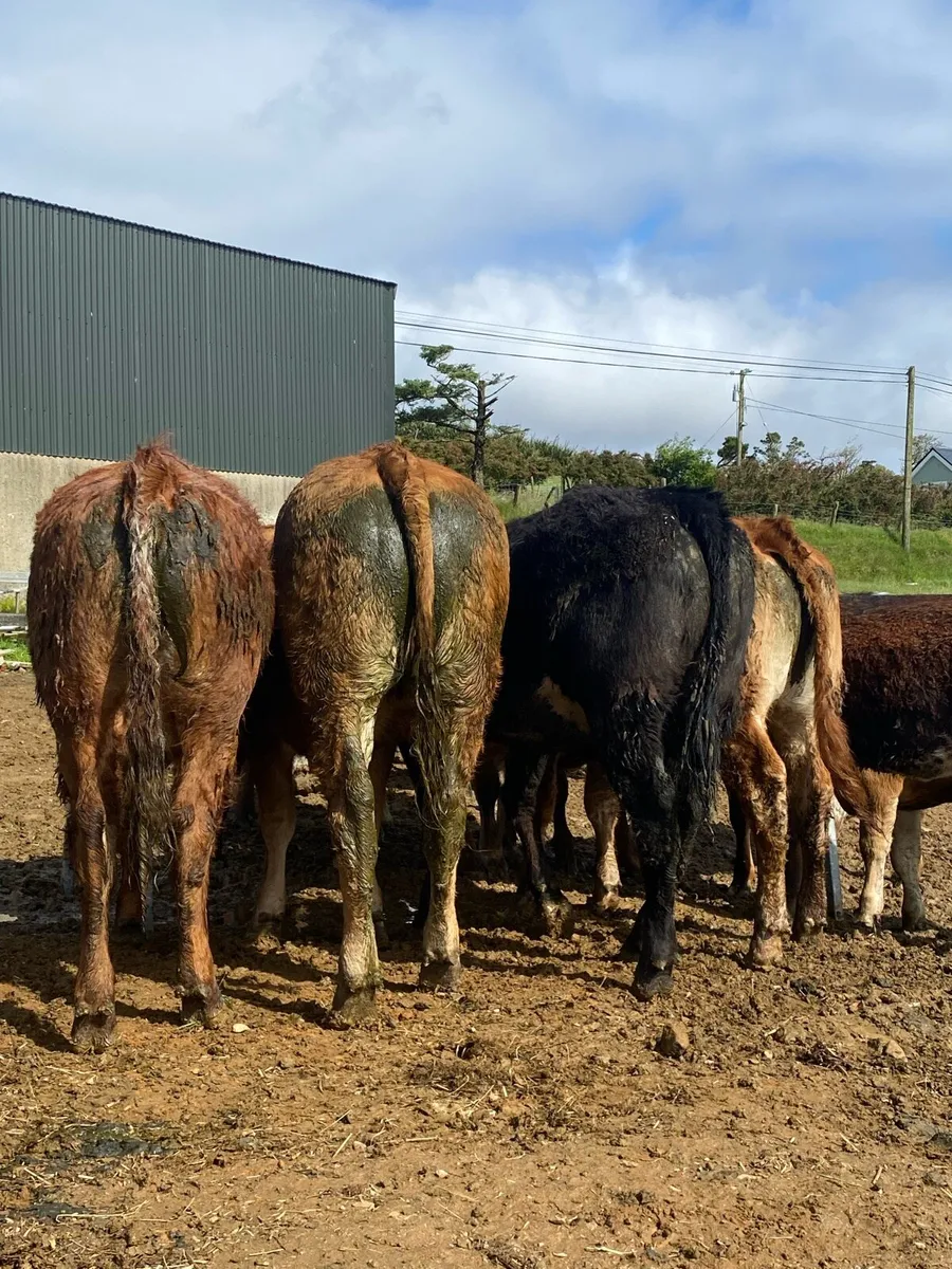 6 smashing limousine heifers. - Image 1