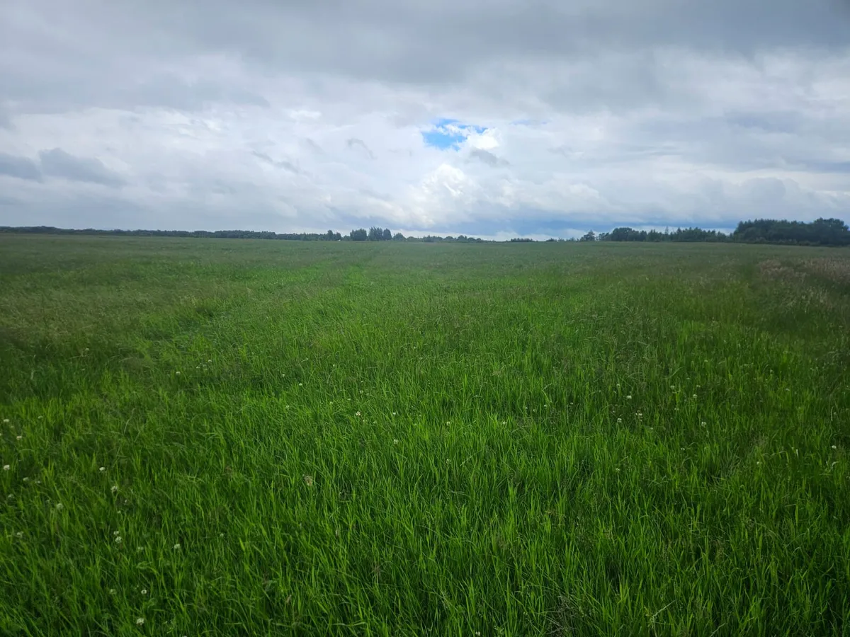 16 ACRES - SILAGE , HAY OR HAYLAGE - Image 1
