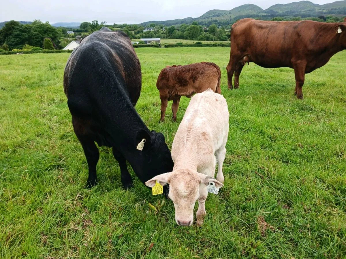 First Calvers - Image 1