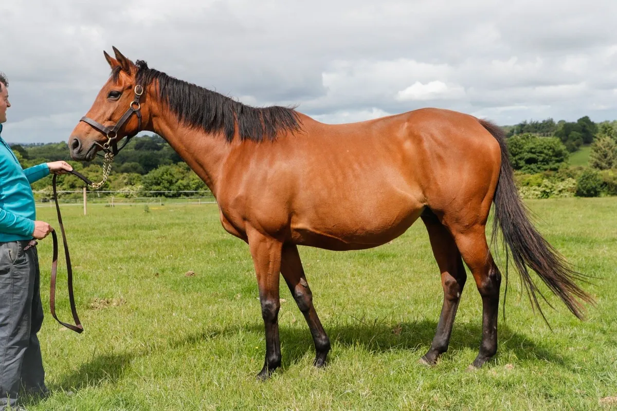Thoroughbred Mare