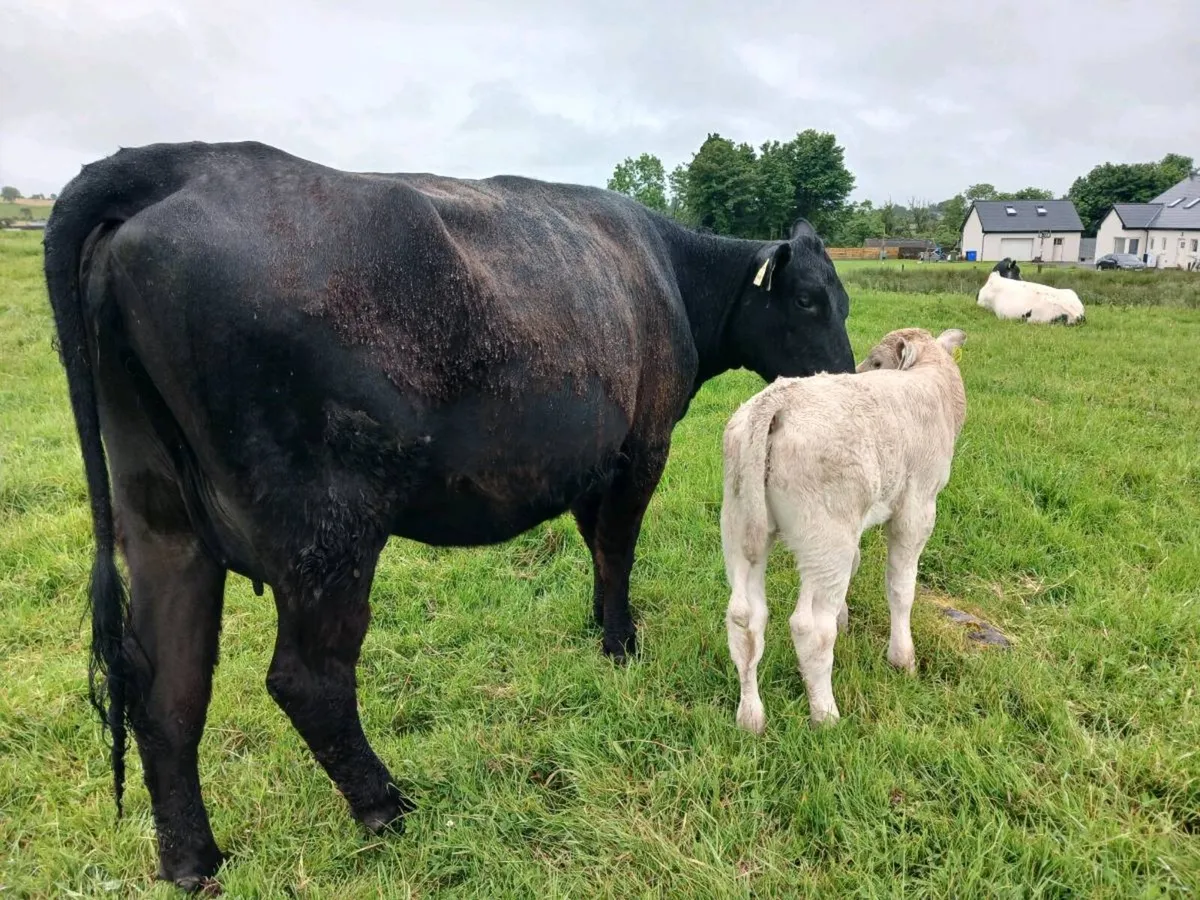 First Calvers - Image 2