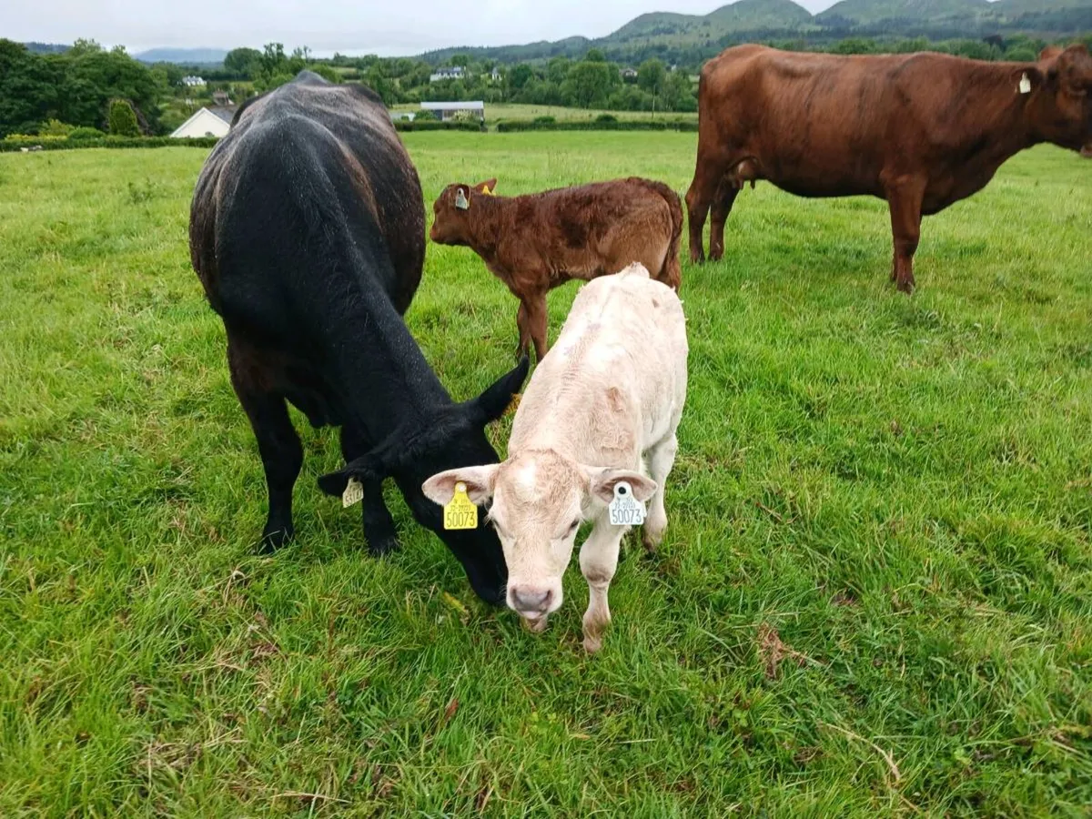 First Calvers - Image 3