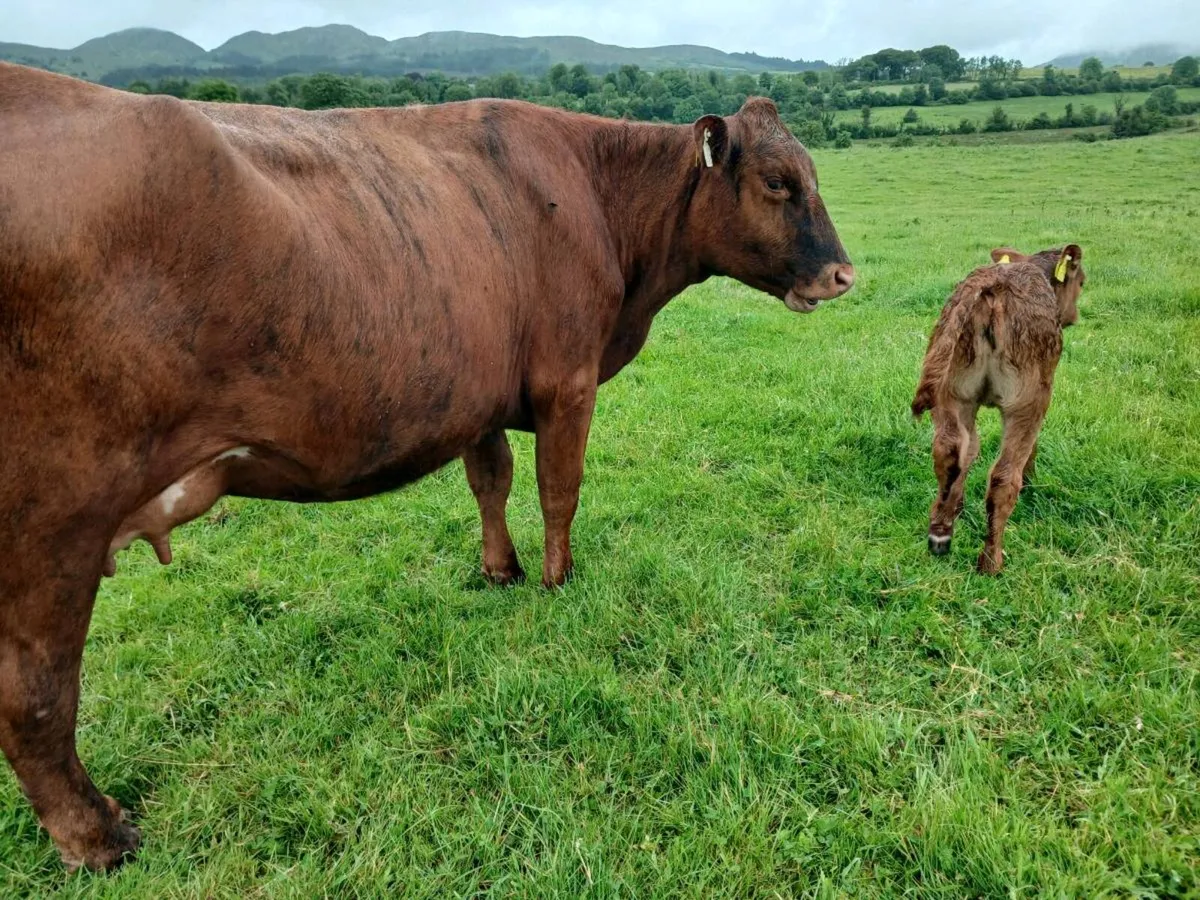 First Calvers - Image 4