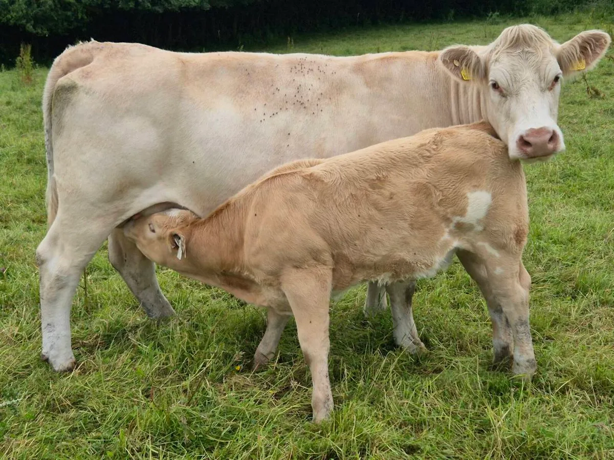Cow + calfs wanted - Image 2