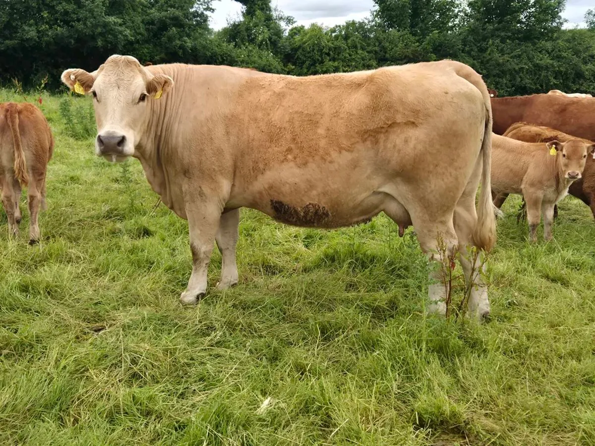 Cow + calfs wanted - Image 3