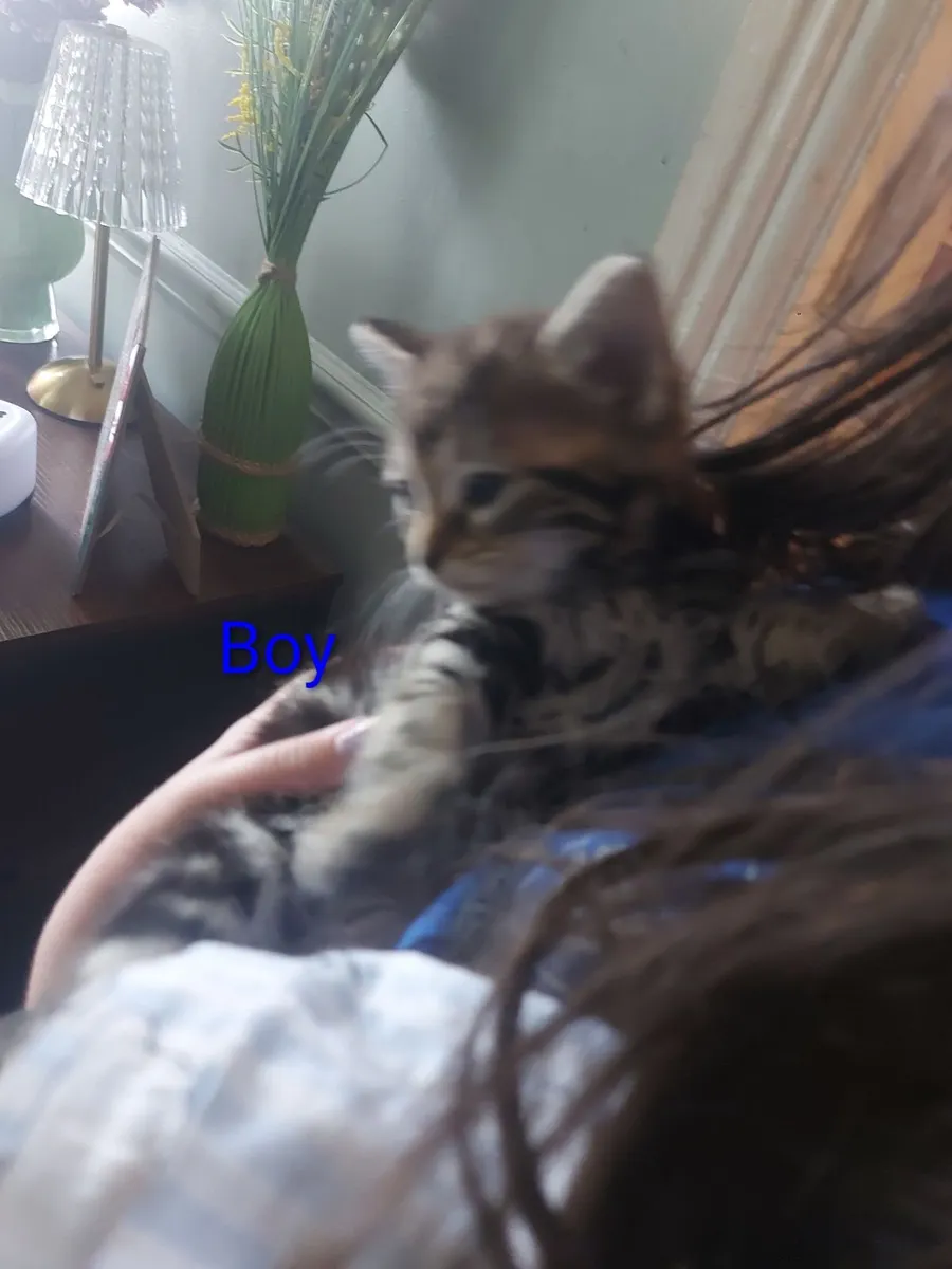 Kittens - Image 2