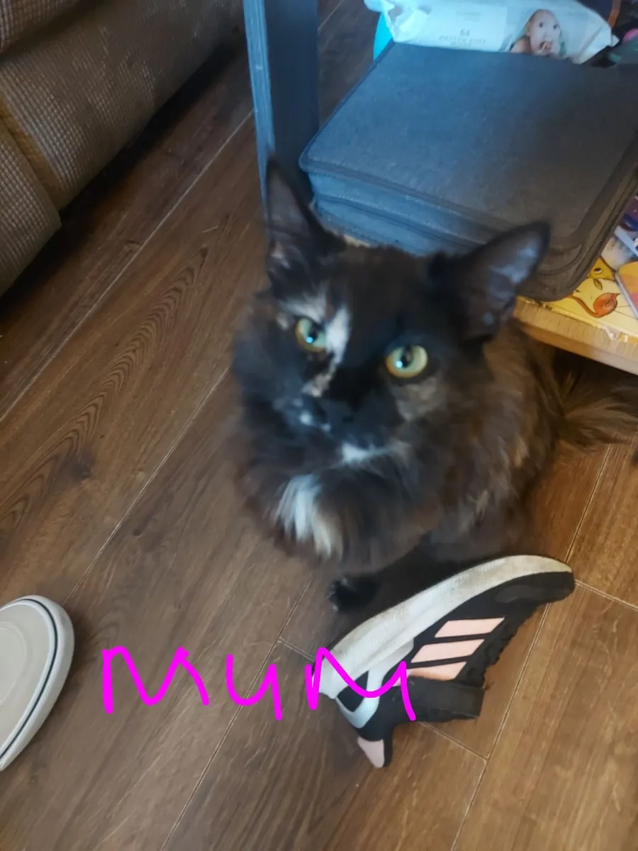 Kittens - Image 3