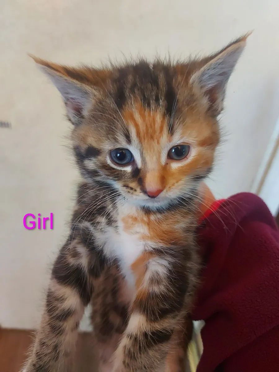 Kittens - Image 4