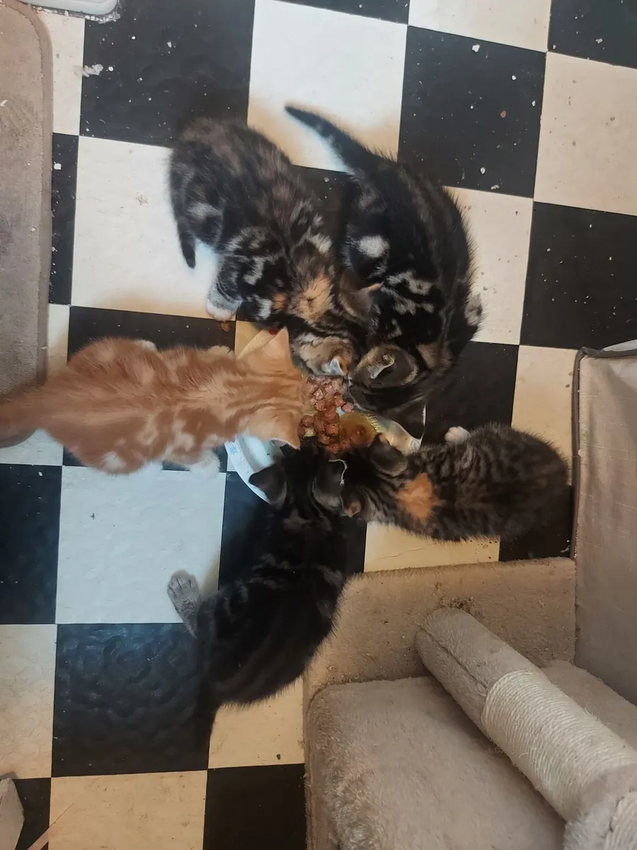 Kittens - Image 1