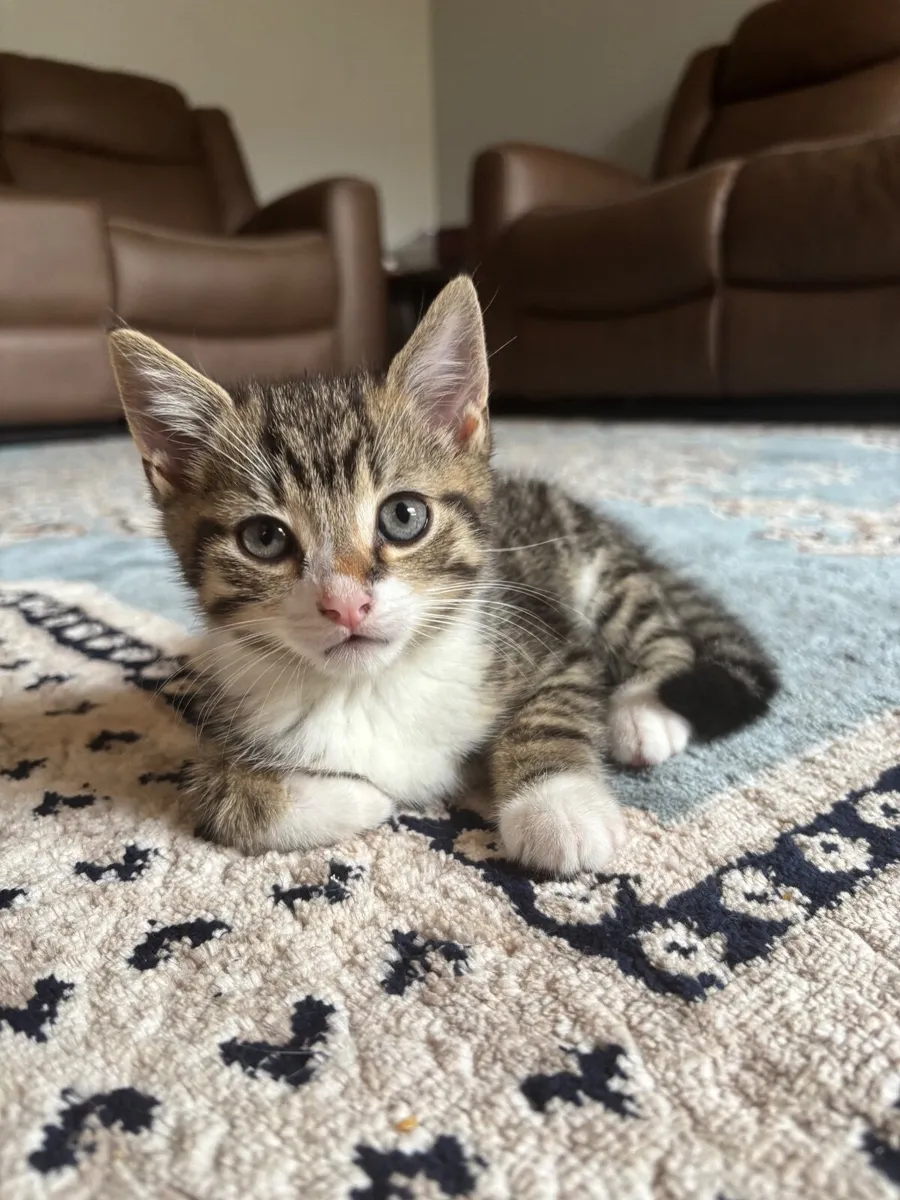 Kitten - Image 1