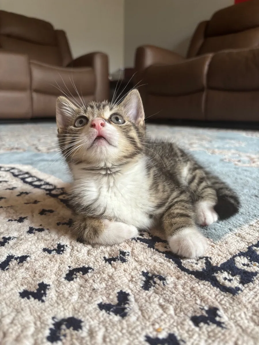 Kitten - Image 2
