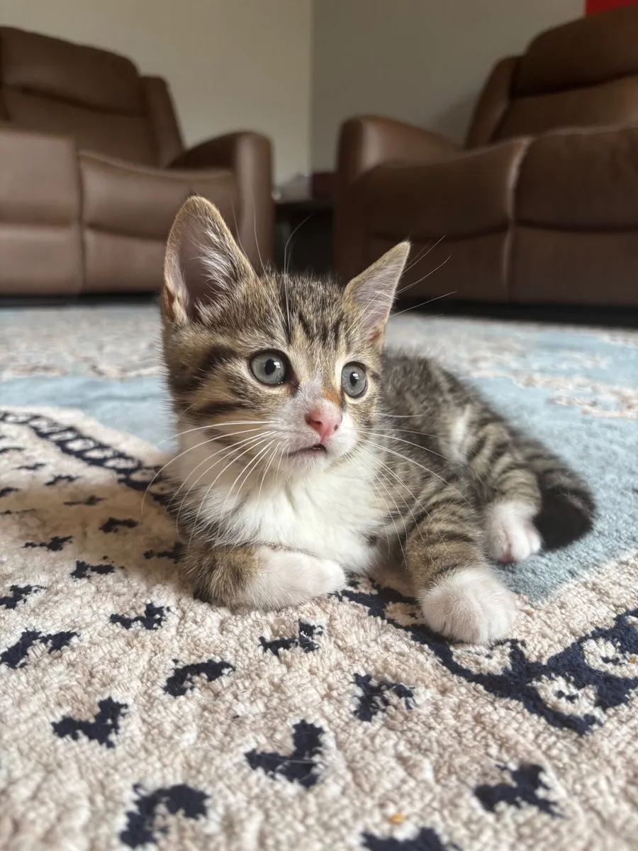 Kitten - Image 3