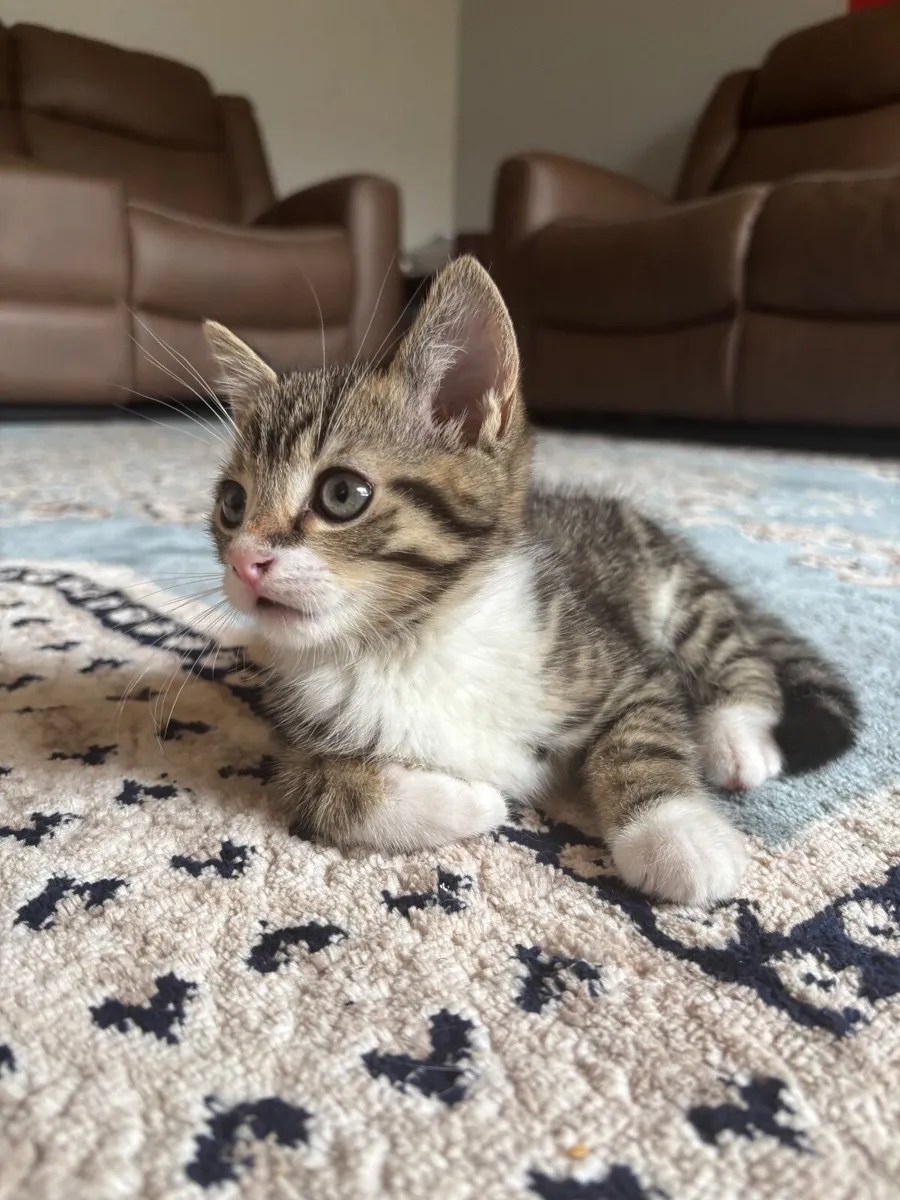 Kitten - Image 4