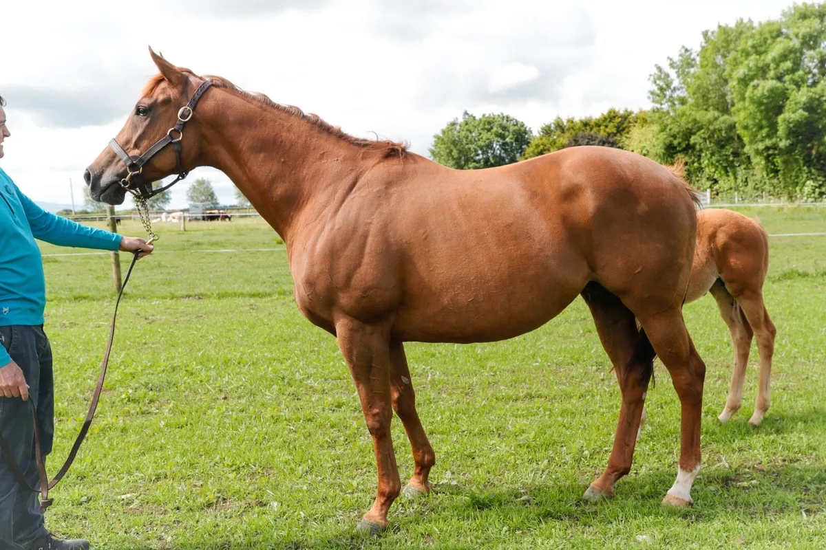 Thoroughbred Mare