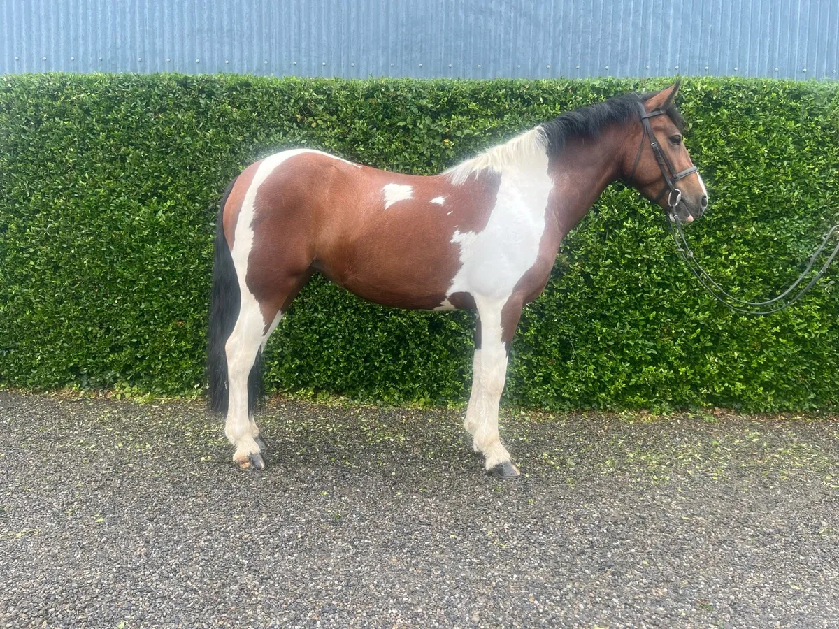 14.1h super all round pony looking for a new home - Image 1