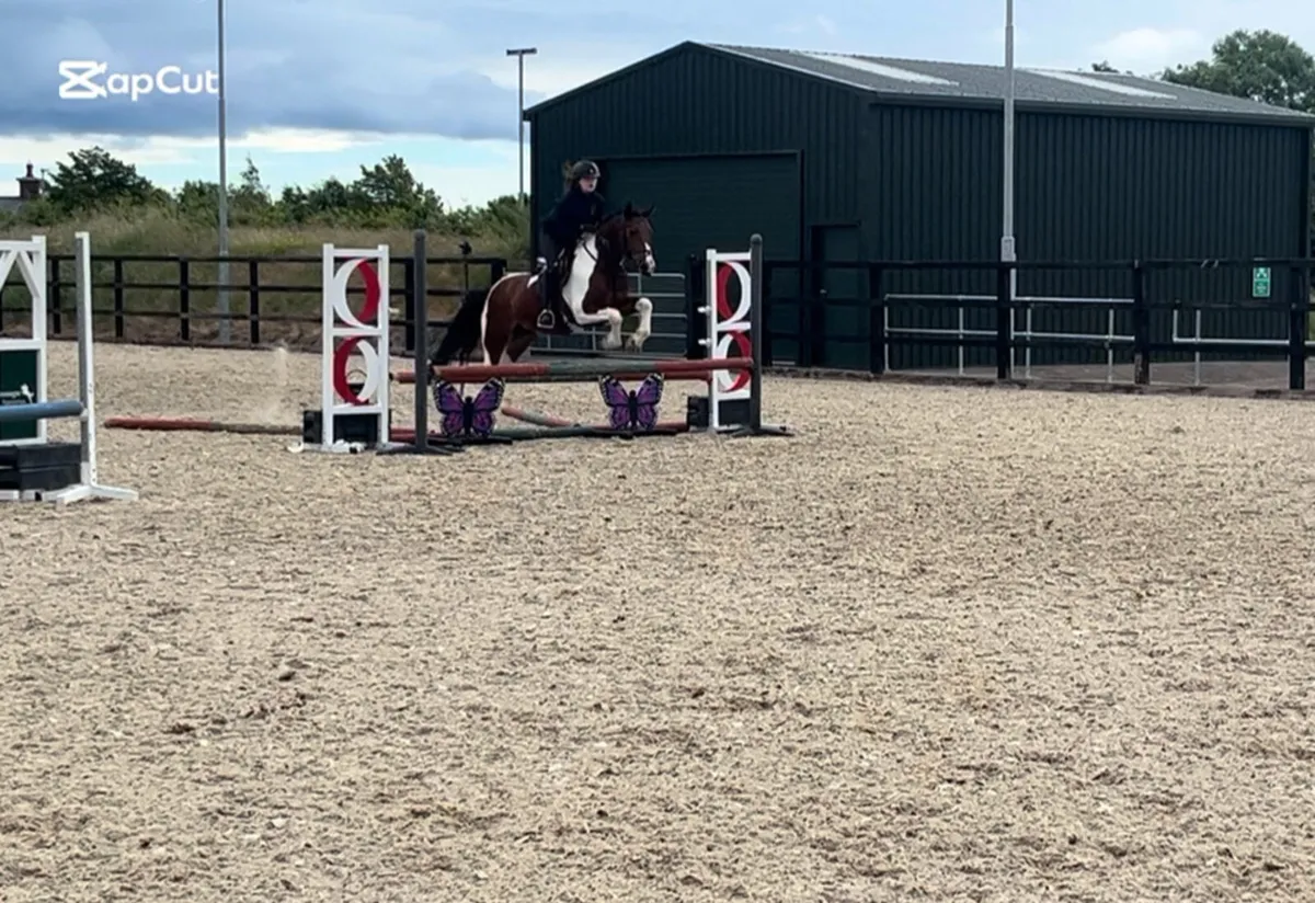 14.1h super all round pony looking for a new home - Image 3