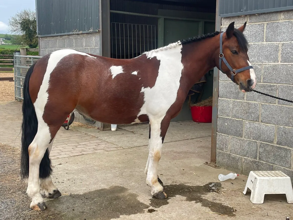 14.1h super all round pony looking for a new home - Image 4