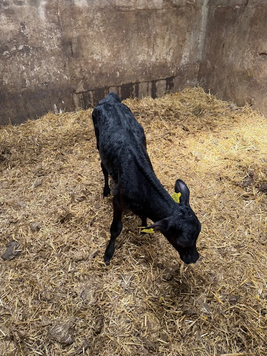 1 rared aax heifer calf for sale - Image 2