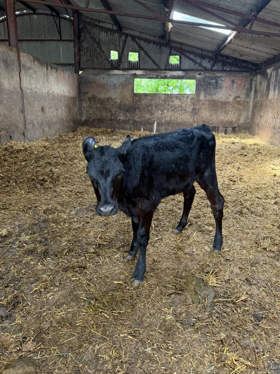 1 rared aax heifer calf for sale - Image 3